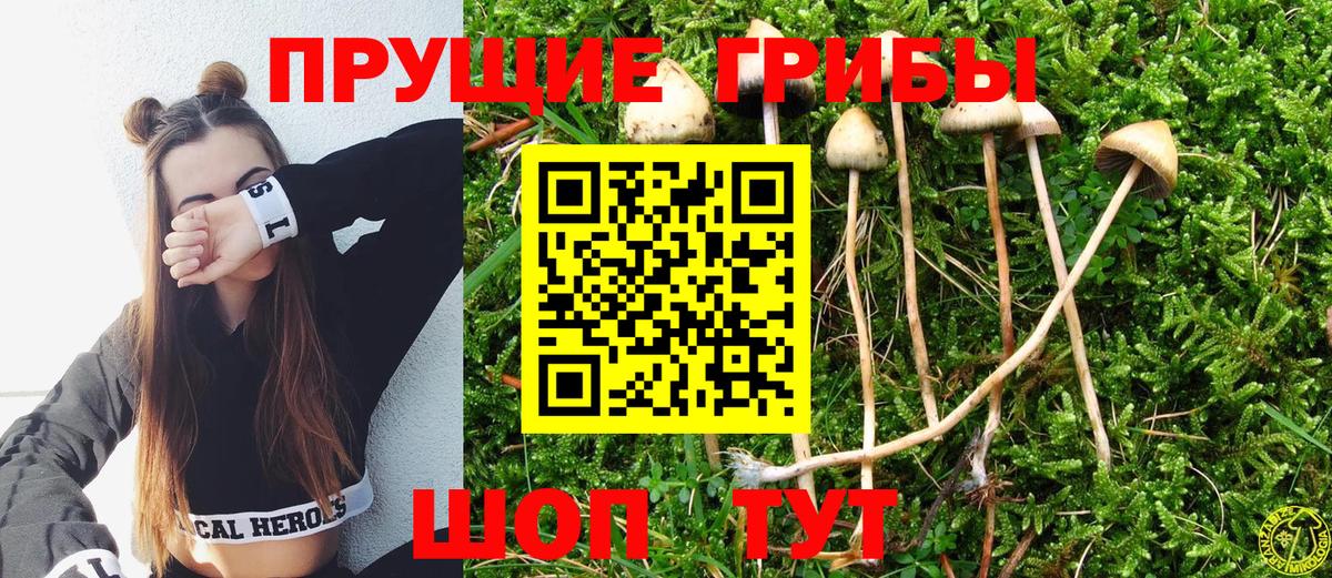Галлюциногенные грибы Psilocybe Ноябрьск